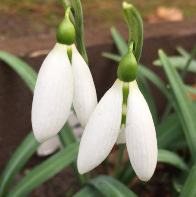 Galanthus 'Sentinel'
